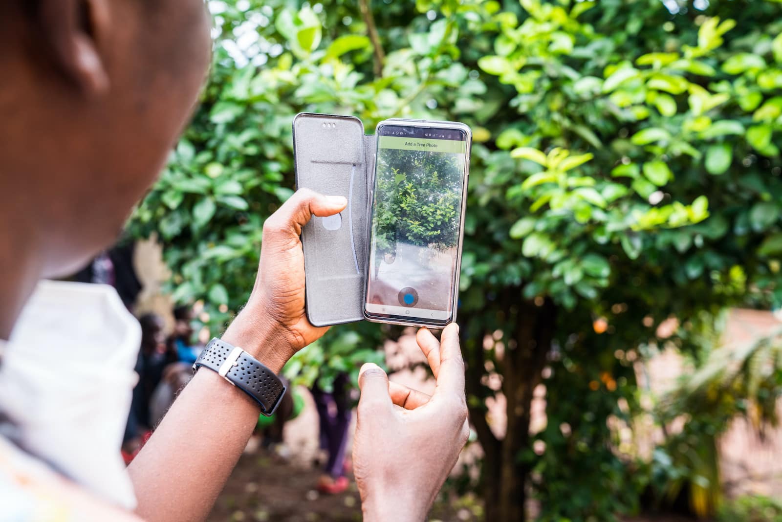 Incentivos monetarios para cuidar los árboles en Sierra Leona
