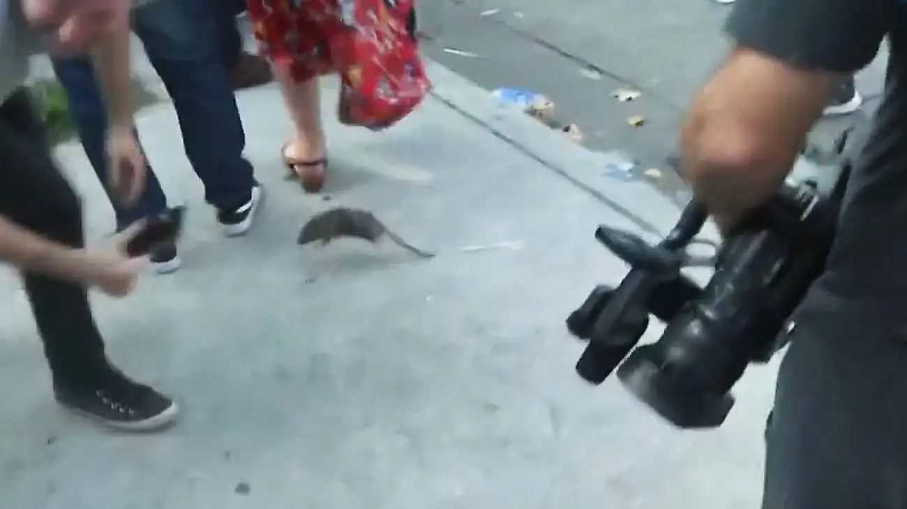 ¿Hay más ratas en la Ciudad?