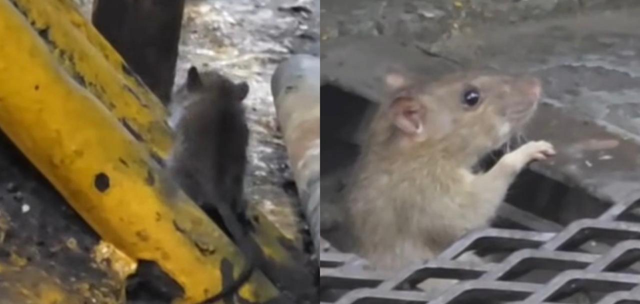 “El subte está lleno de basura y roedores”, denuncian desde AGTSYP