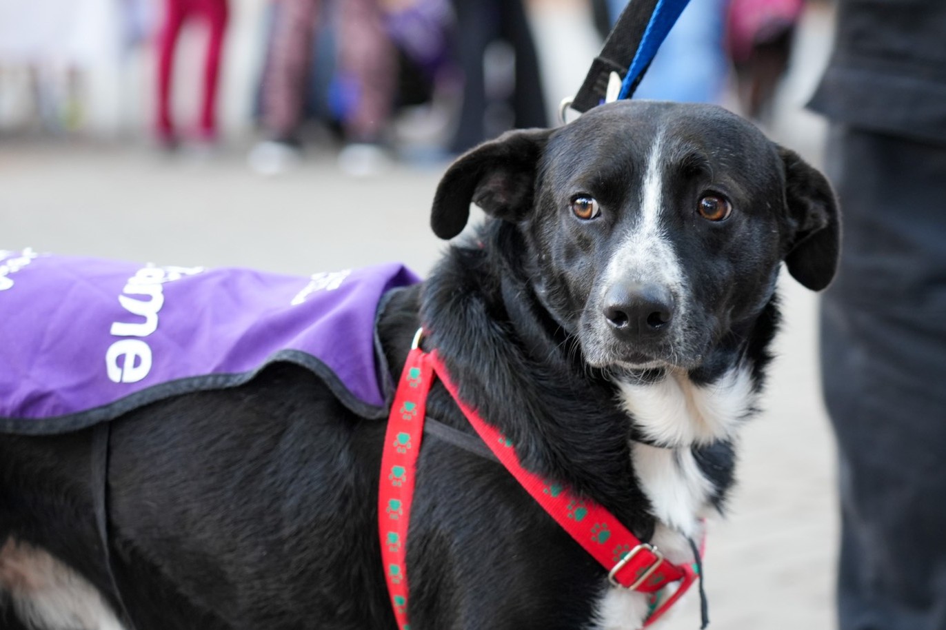 ¿Un DNI para perros y gatos?